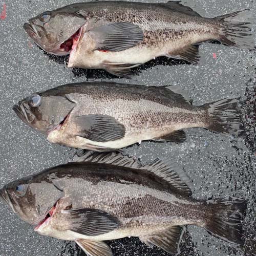 Fishing Halibut, King Salmon Rockfish & Lingcod Sitka, Alaska